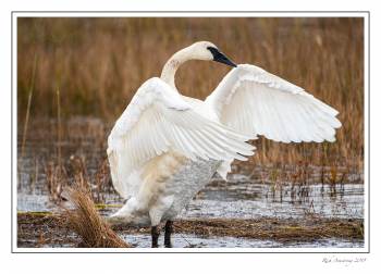 swan 1.jpg